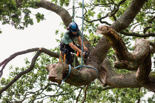 How Our Tree Care Process Works  in  New Brighton, PA