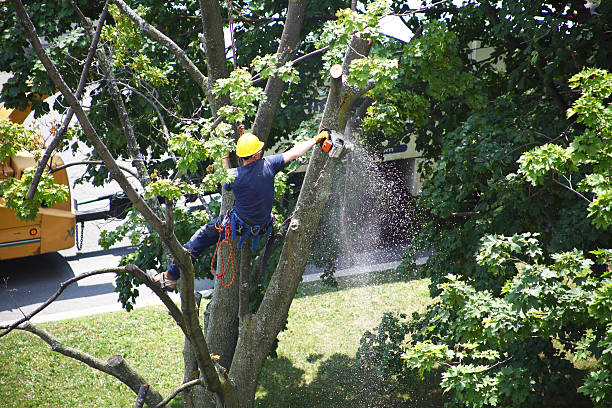 New Brighton, PA Tree Services Company